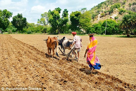जीएम फसल का विरोध क्यों 1 17 1