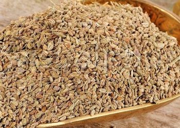 ajwain ajowan caraway india 1 e1495523450753