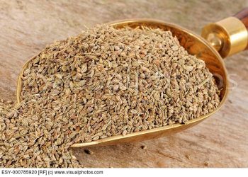 ajwain ajowan caraway india