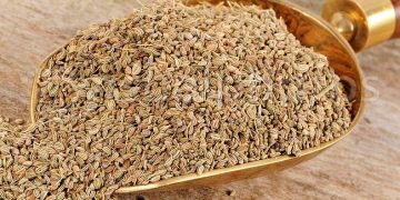 ajwain ajowan caraway india