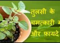 tulsi 2