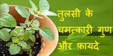 मलेरिया की औषधि, तुलसी मां