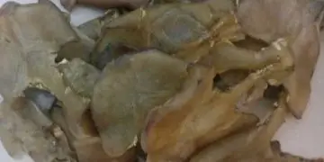 कछुओं की कैलिपी विदेश में भेजने वाला यूपी से हुआ गिरफ्तार