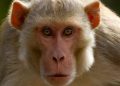 monkey