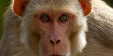 monkey