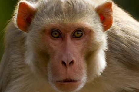 एक ऐसा गांव जहां बंदर बच्चों को नहीं भेज रहे स्कूल 1 monkey