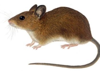 rat