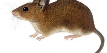 rat