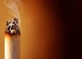 smoke thumb320x240