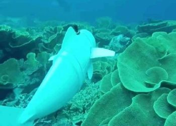 समुद्र के अंदर निगरानी करेगी रोबोट सोफी जानिए क्या है खासियत