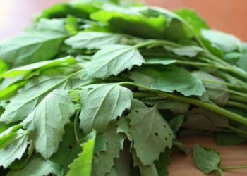 बथुआ साग खाने होते है फायदेमंद