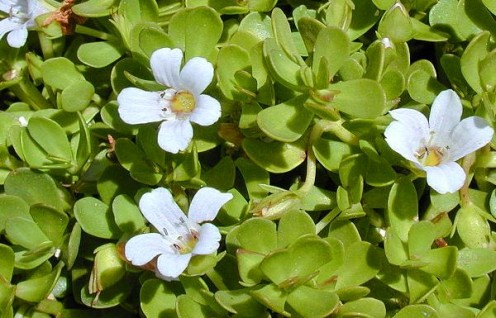 BRAHMI