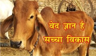 cow 1