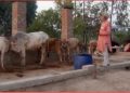cow 2
