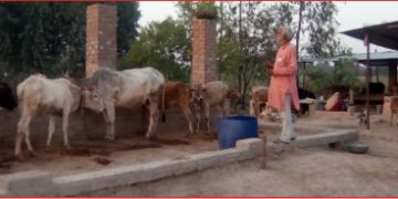 cow 2
