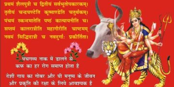 cow poster