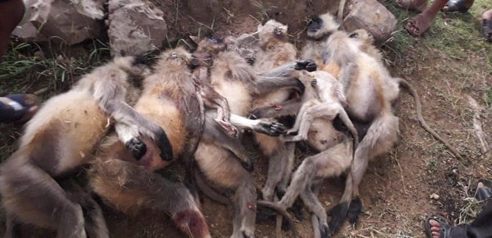 छत्तीसगढ में ओले और बिजली से तबाही 3 monkey