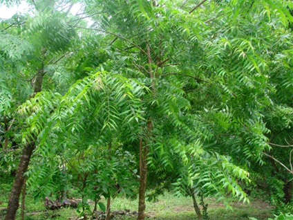 neem