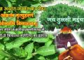 tulsi for net 2