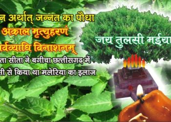 tulsi for net 2