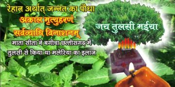 tulsi for net 2