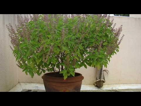 tulsi