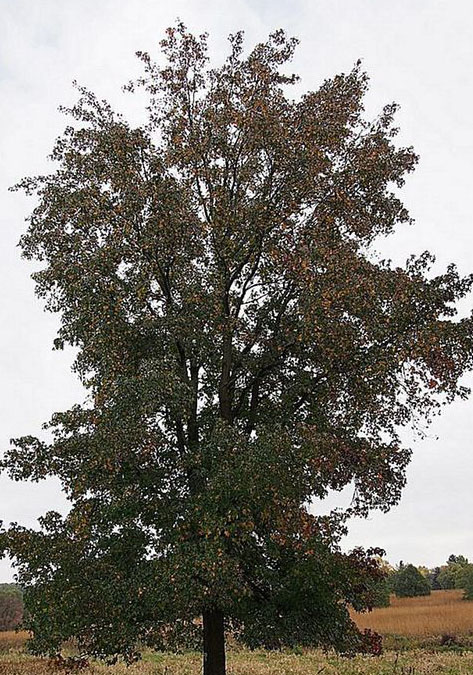 स्टीरीन गैस कितनी घातक ? 2 tree