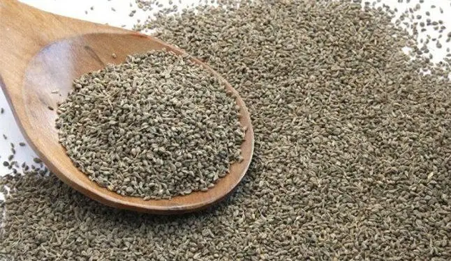 स्त्री रोग विशेषज्ञ तथा शराब छुड़ाने की अषौधि है “अजवाइन” 1 स्त्री रोग विशेषज्ञ तथा शराब छुड़ाने की अषौधि है “अजवाइन”