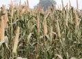स्‍वस्‍थ जीवन के लिये घातक रसायनिक खाद्य