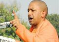 yogi