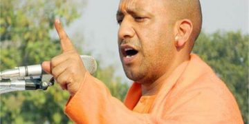 yogi