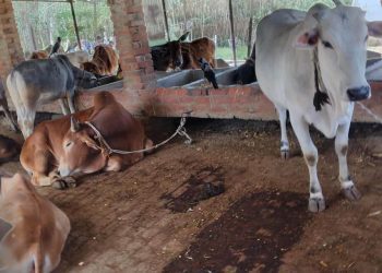 176117835 3072619652968825 9145774067481710247 n