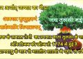 tulsi 2
