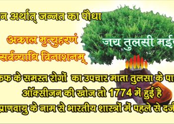 tulsi 2