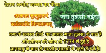 tulsi 2
