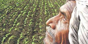 farmar