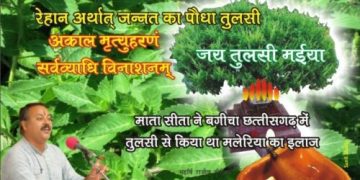 tulsi e1630305557625