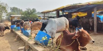 Cow
