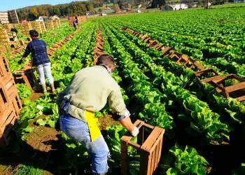 Top 10 Most Profitable Medicinal Herbs Farming: Business Ideas for Farmers