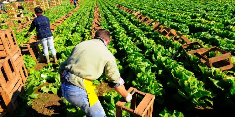 Top 10 Most Profitable Medicinal Herbs Farming: Business Ideas for Farmers