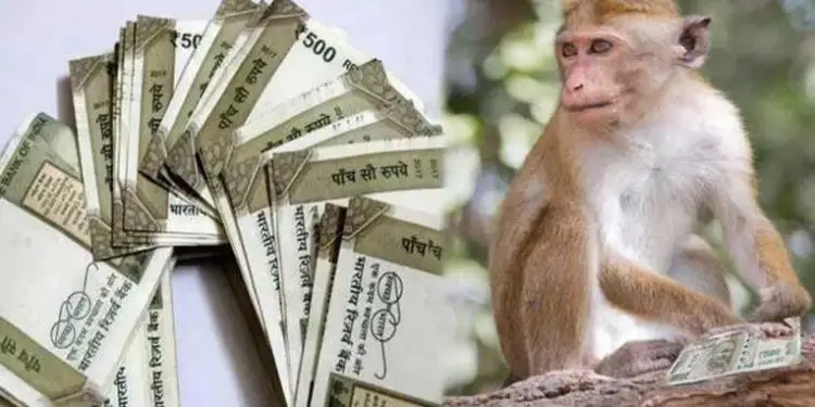 Monkey causes 'rain of money' in UP – 80 thousand rupees scattered, video goes viral