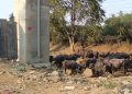 1200 675 25825652 thumbnail 16x9 buuu