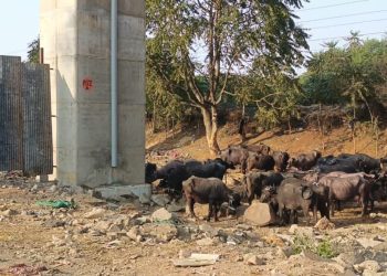 1200 675 25825652 thumbnail 16x9 buuu