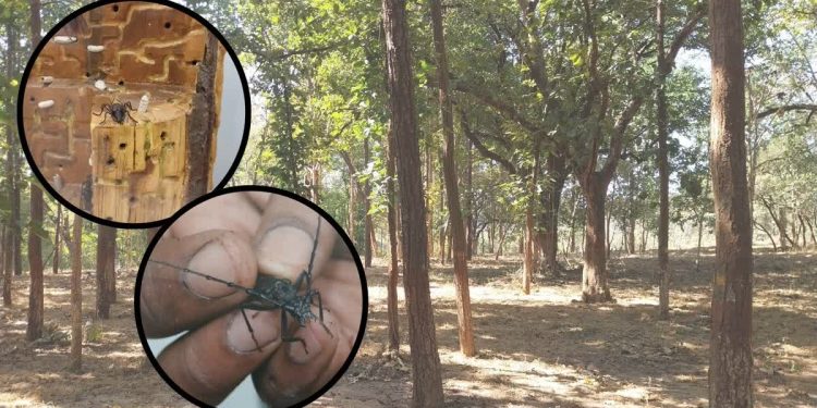 Mp में 30 साल बाद लौटा 'जंगल का यमराज'! साल के कीमती पेड़ों पर बोरर कीट का भीषण हमला, वन विभाग में मचा हड़कंप 1 16 18