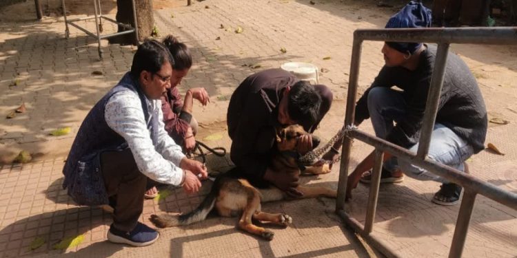 Sidhi News: आवारा और पालतू कुत्तों का आतंक, 2025 में डॉग बाइट के डरावने आंकड़े आए सामने; प्रशासन ने 300 को लगाया टीका। 1 3 44