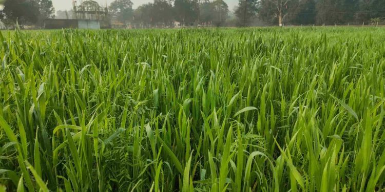 Wheat Farming: गेहूं की गभोट अवस्था में करें ये 2 काम, बालियां आएंगी लंबी और दाने बनेंगे चमकदार 1 4 38 1