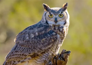 owl