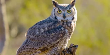 owl
