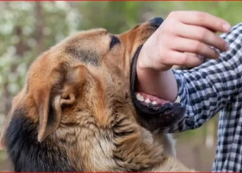dog 11