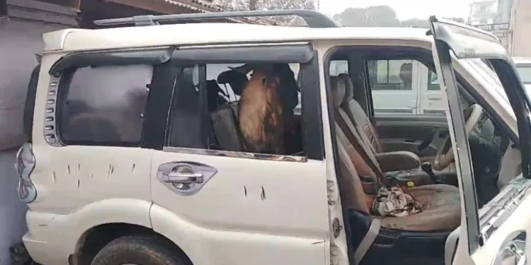 shivhar scorpio riding gang goat thief